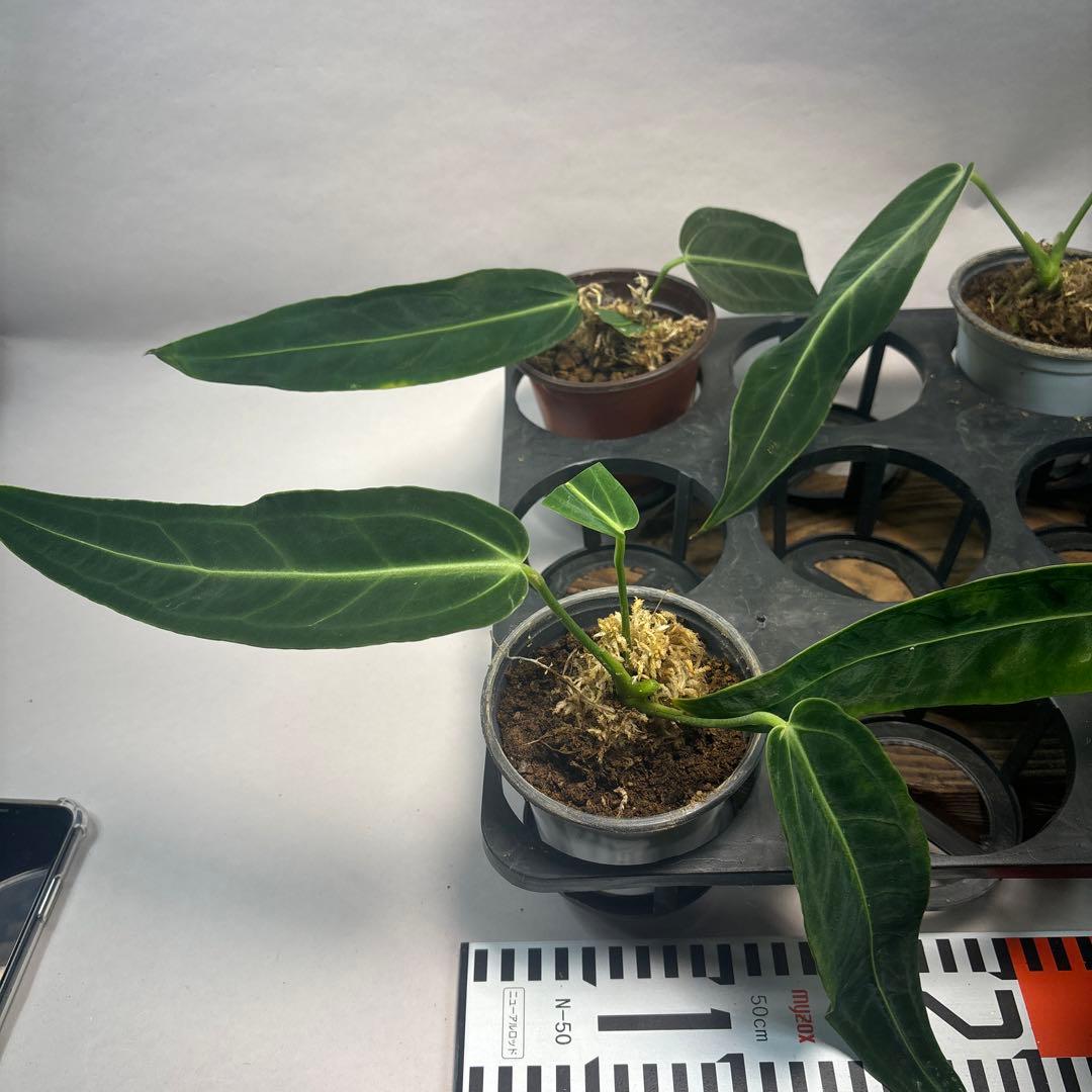 ま*あ様 5株セットms89アンスリウム・ワロクアナム