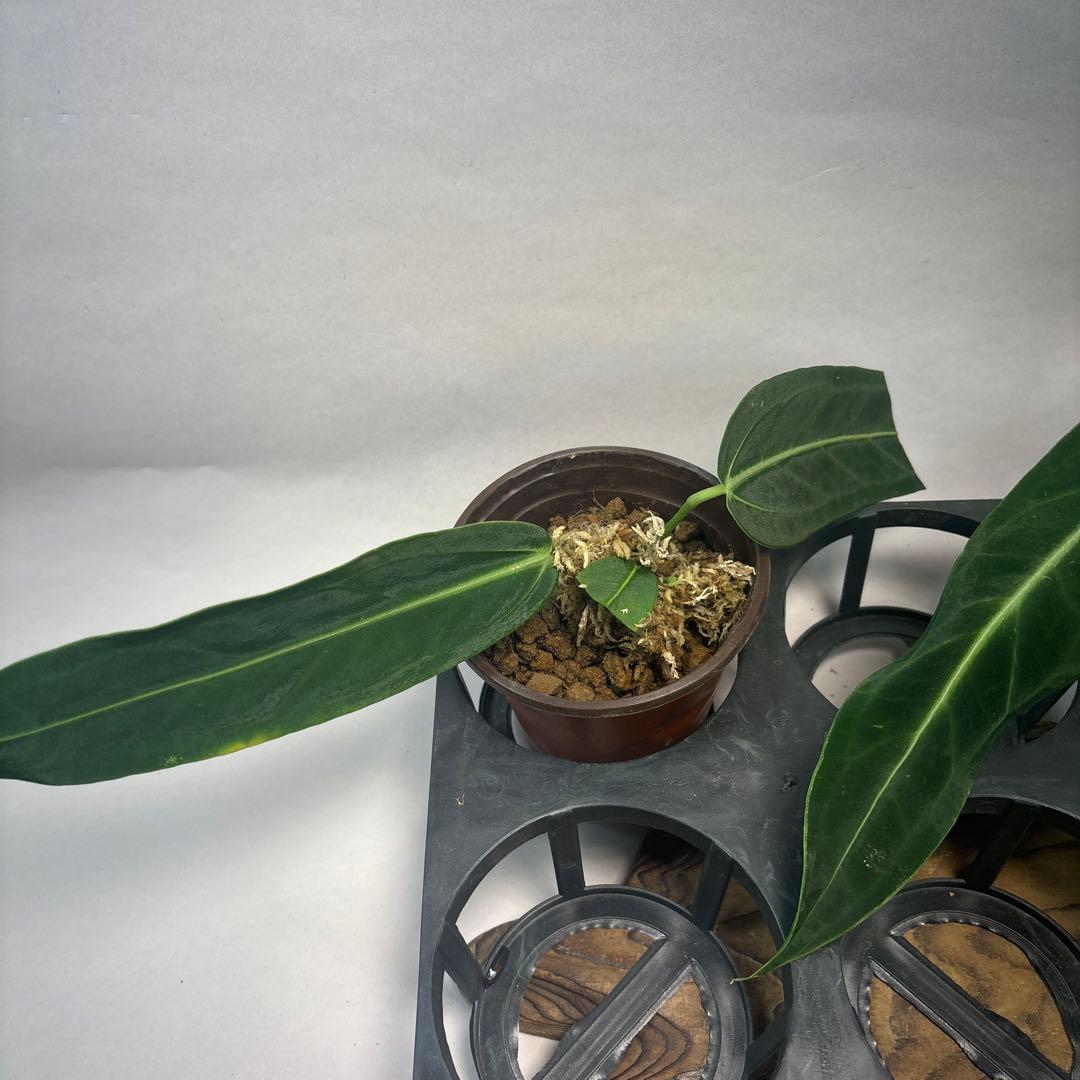 ま*あ様 5株セットms89アンスリウム・ワロクアナム