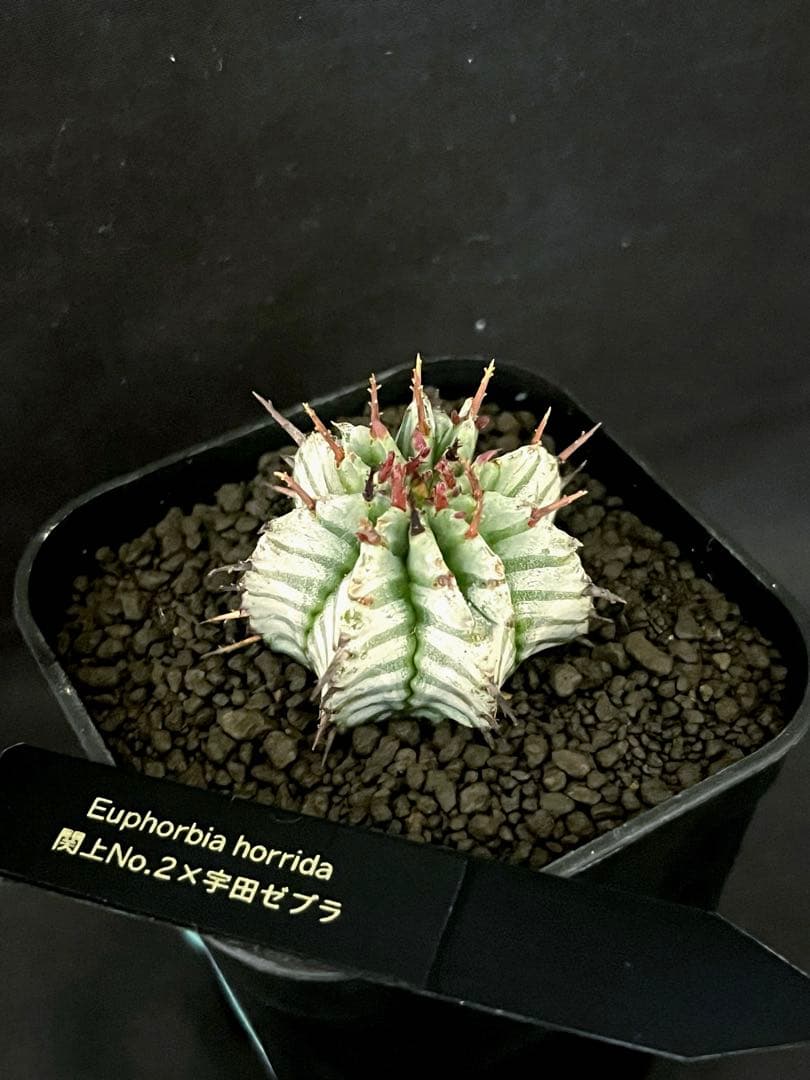 ユ*チ様 ユーフォルビアホリダ 関上No.2ゼブラホリダ×宇田ゼブラホリダ