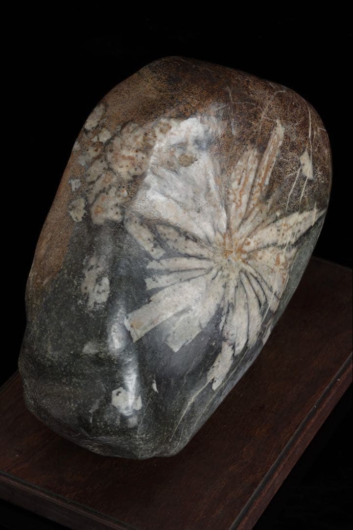 h*o様 菊花石 サバ菊 一輪 紋石 台座付 4.1kg 鑑賞石 自然石 原石