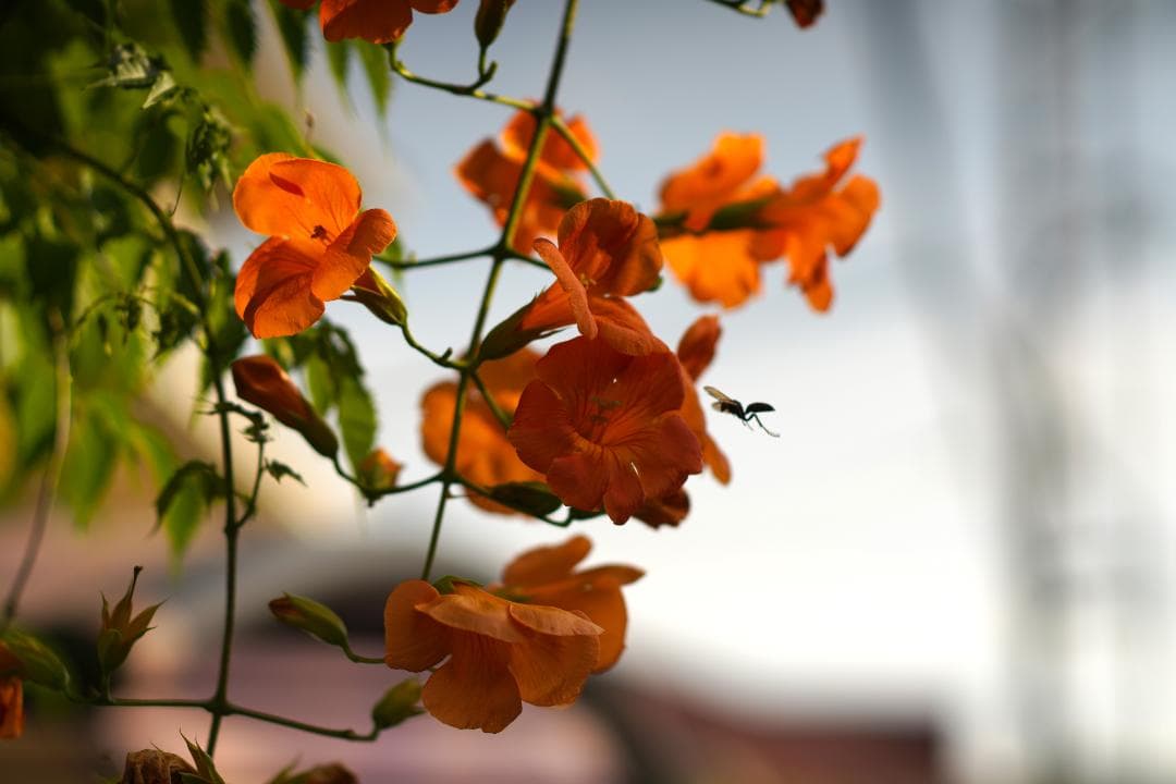 Super-Multi-Coated 6x7 105mm F2.4 説明欄名前 - メルカリ