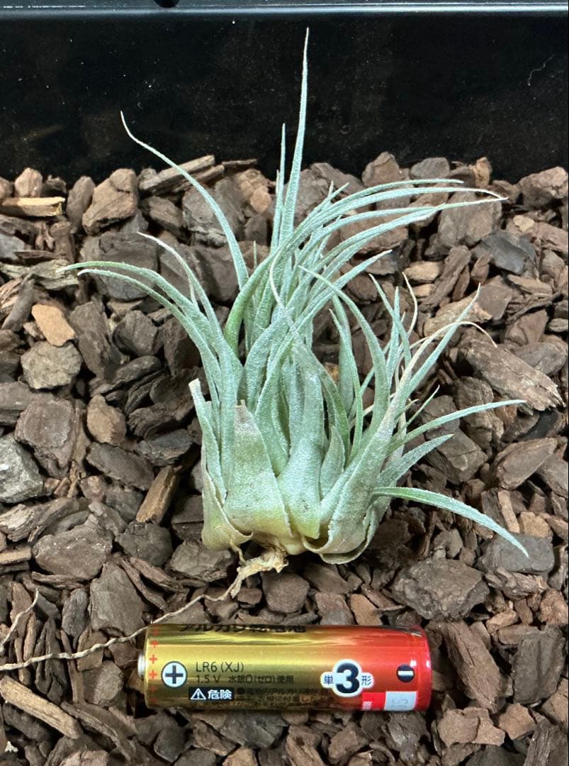 チランジア カウツキー カウツキー氏由来 (エアプランツ図鑑 表紙の