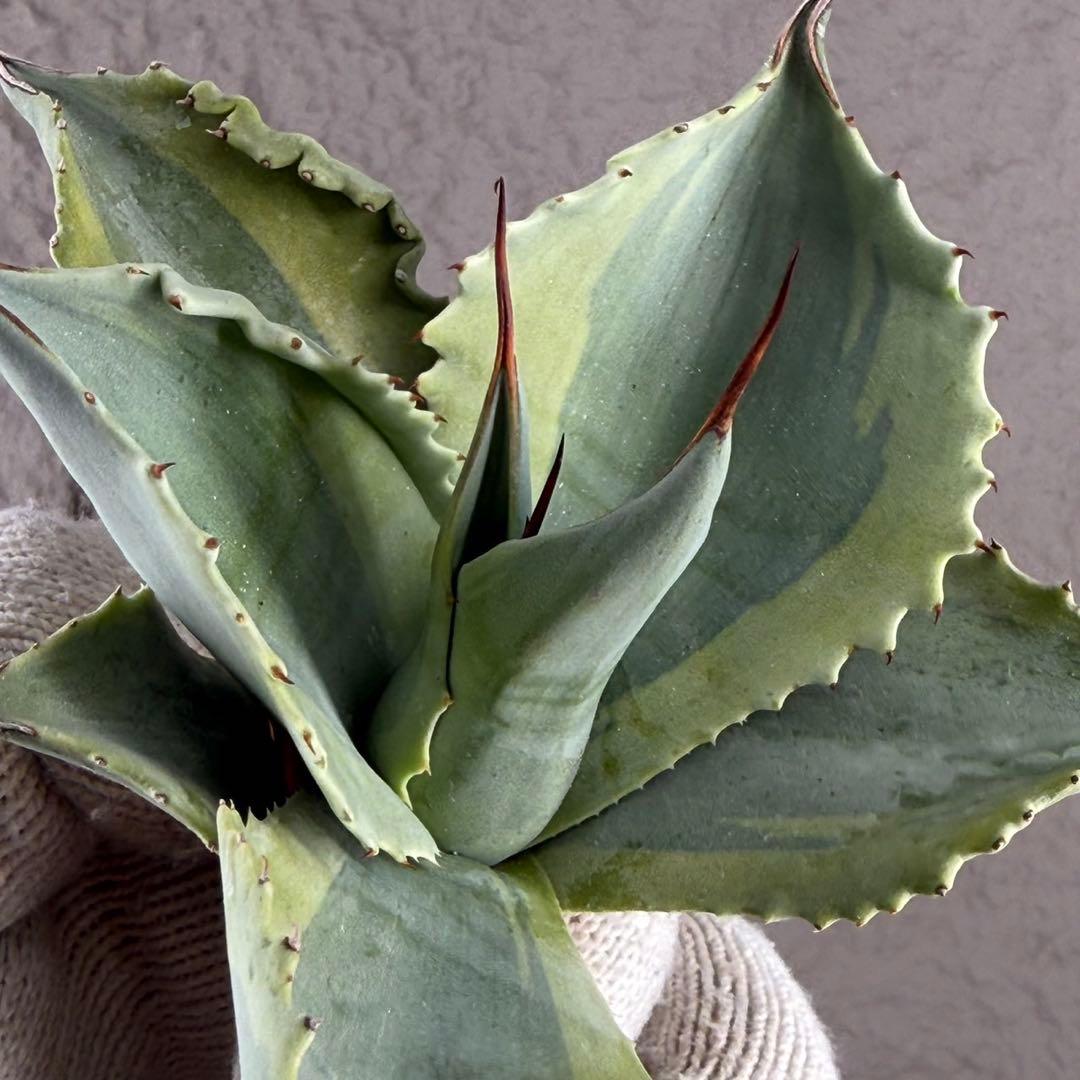 が*ー様 【アガベ オバティフォリア“オルカ”】地植え/-18℃まで/極上　L2