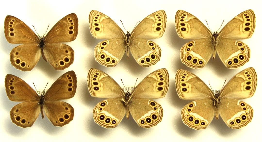 カ*コ様 ウラジャノメ　北海道産　6♂　日本産蝶標本 カ*コ様 ウラジャノメ 北海道産 6♂ 日本産蝶標本 カ*コ様 ウラ