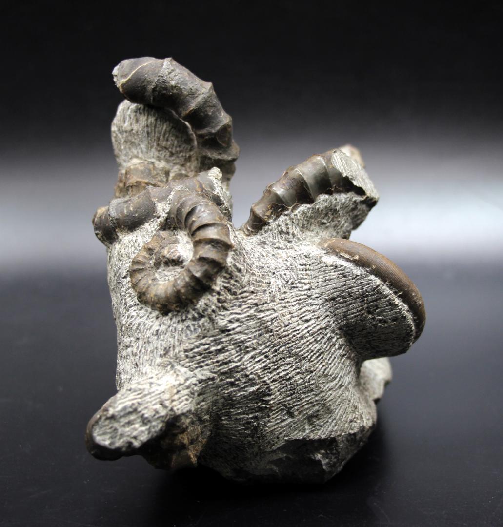 限定値下げ中】博物館級 異常巻 アンモナイト 7化石密集 アイノセラス