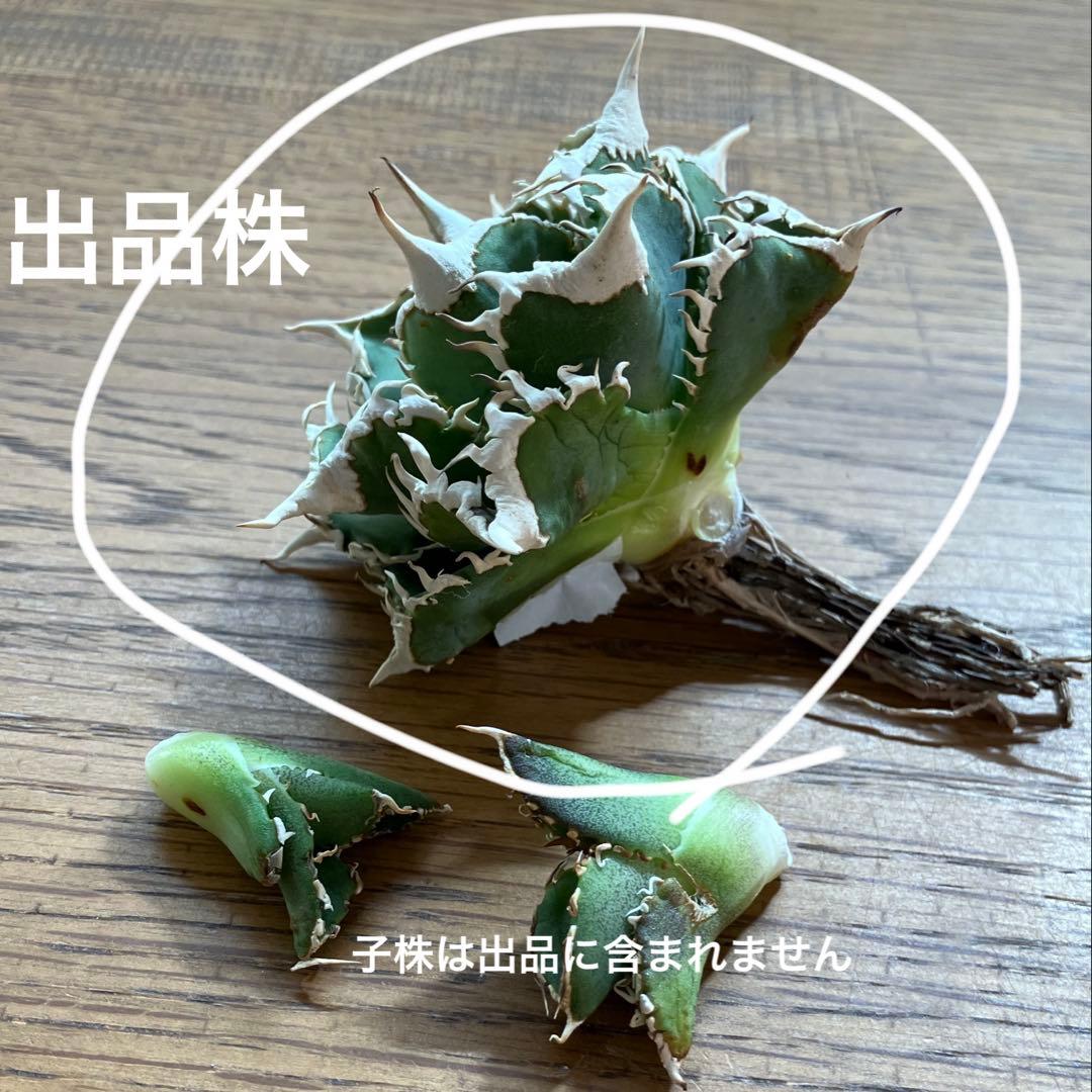 オークション】13 ラスト1株 優秀 アガべ 白豪刺 白豪棘 TC 訳あり