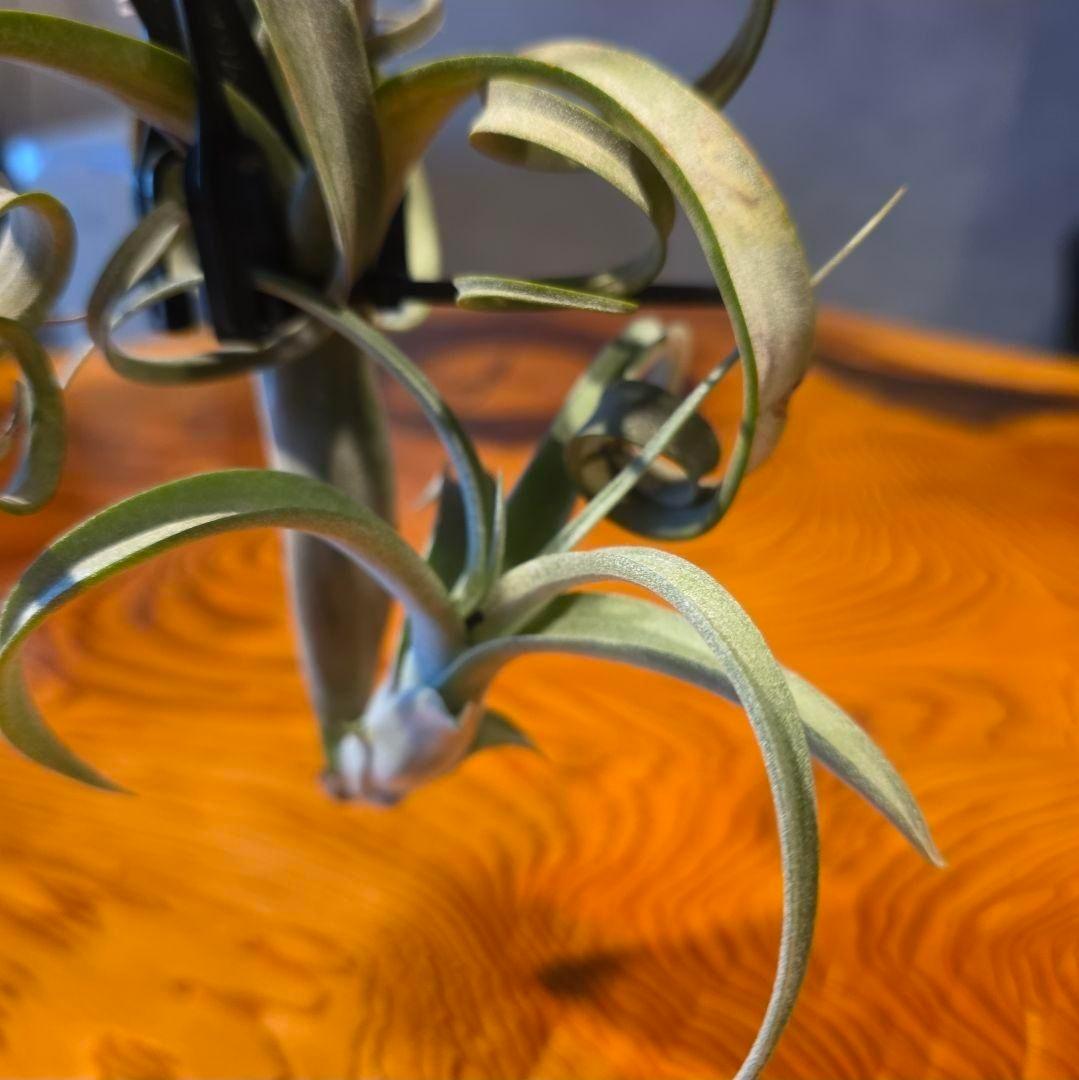 珍品！親株はヴィヴィパラ 希少 チランジア エアープランツ【カーリー