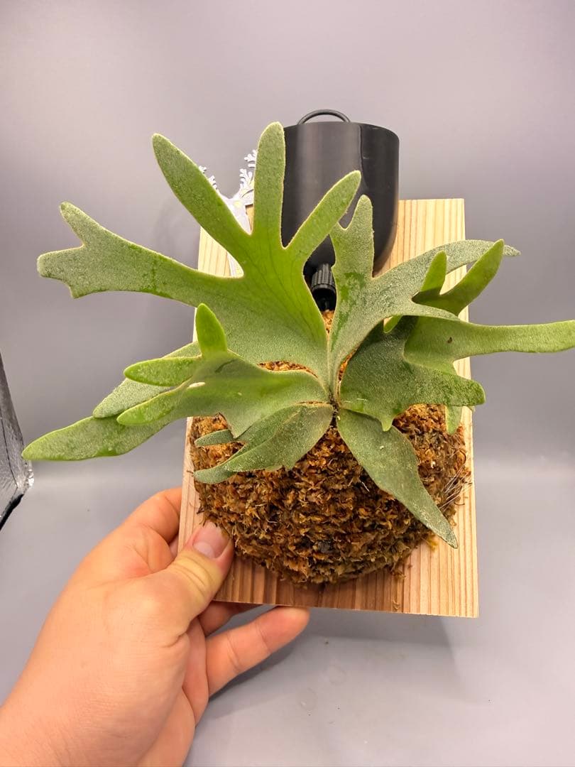 極大サイズ ビカクシダ P.willinckii 'Jewel' spore - メルカリ