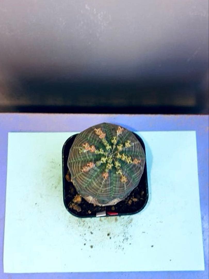 《2.5号WR》ユーフォルビア　オールドオベサ　雌株