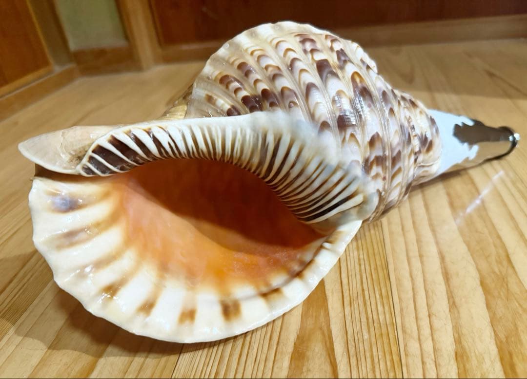 修験道法螺貝 山伏 密教 魔除け 熊よけ❣️ホラガイ ほら貝