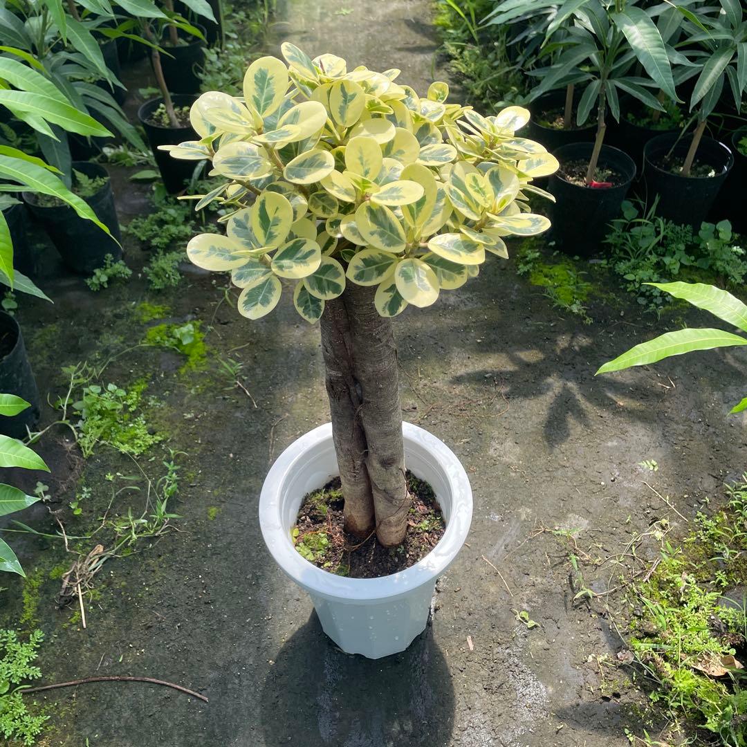 パンダガジュマル 斑入り 希少 接木 8号サイズ - メルカリ