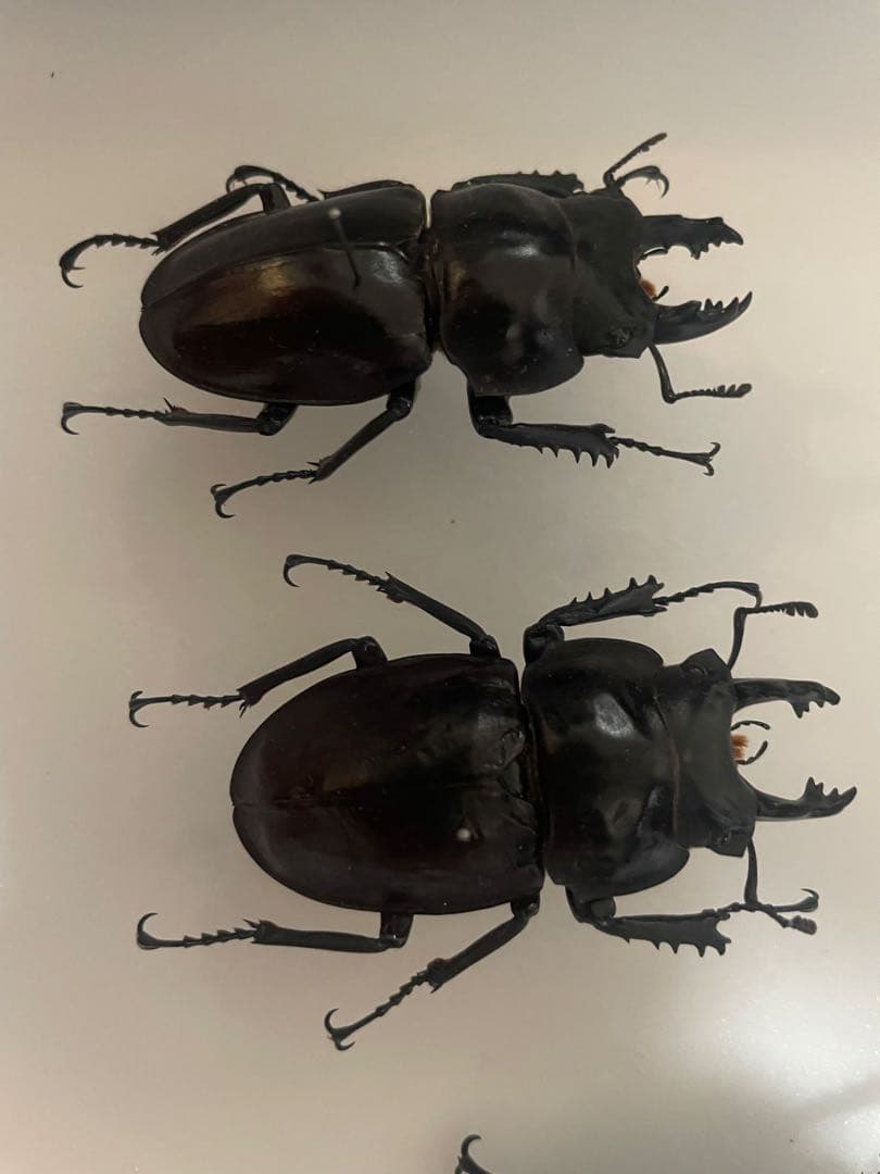 ヤエヤママルバネ　前嵩産　規制前野外品 2026年最新】ヤエヤママルバネクワガタ標本の人気アイテム - メルカリ