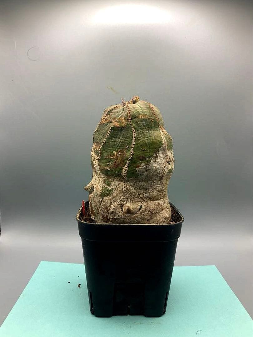 《3号R》ユーフォルビア　オールド　オベサ　雌株