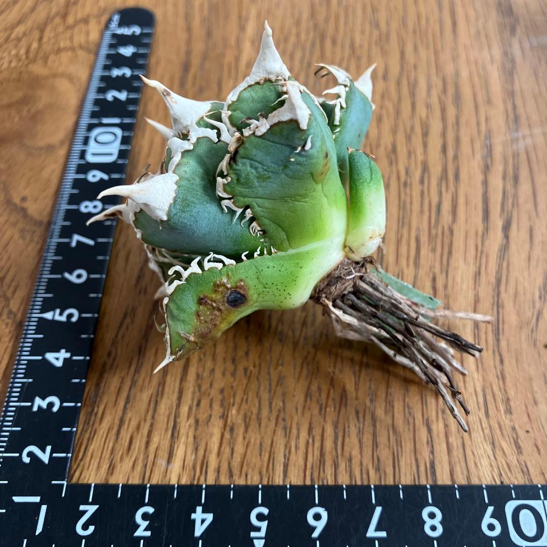 アガべチタノタ 白豪棘 親株 Yahoo!オークション - X38アガベ チタノタ