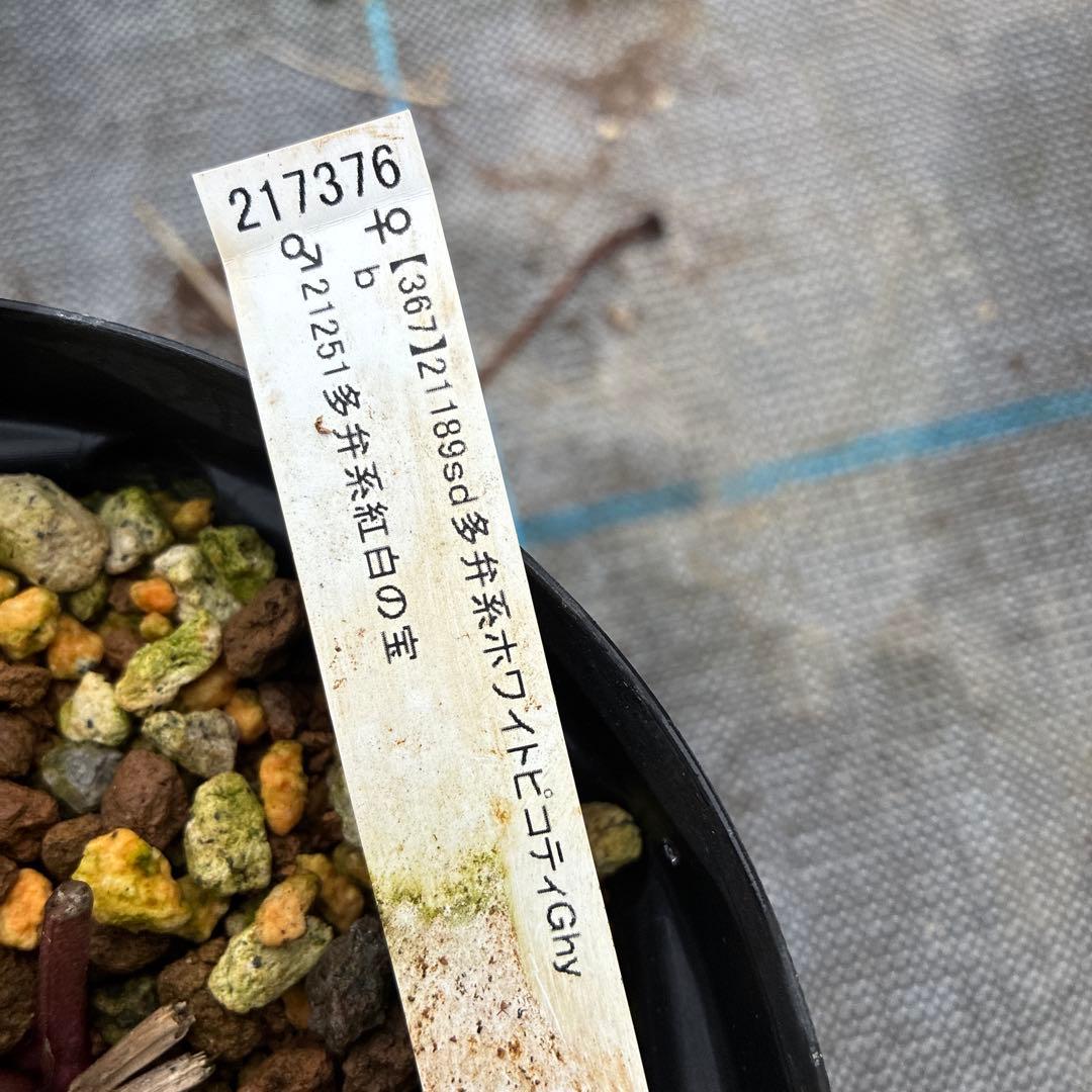 フラメンコママさん専用　2点