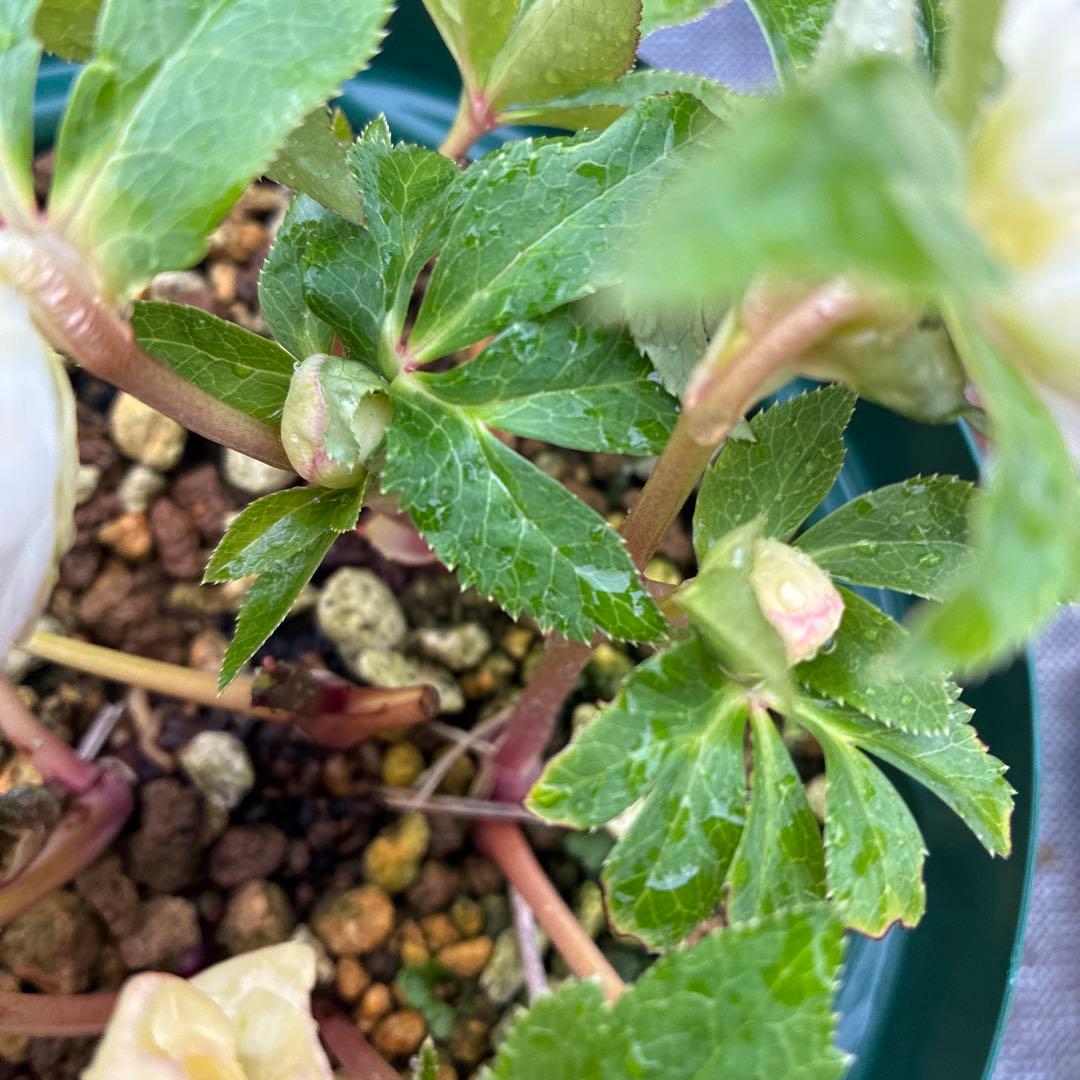 フラメンコママさん専用　2点