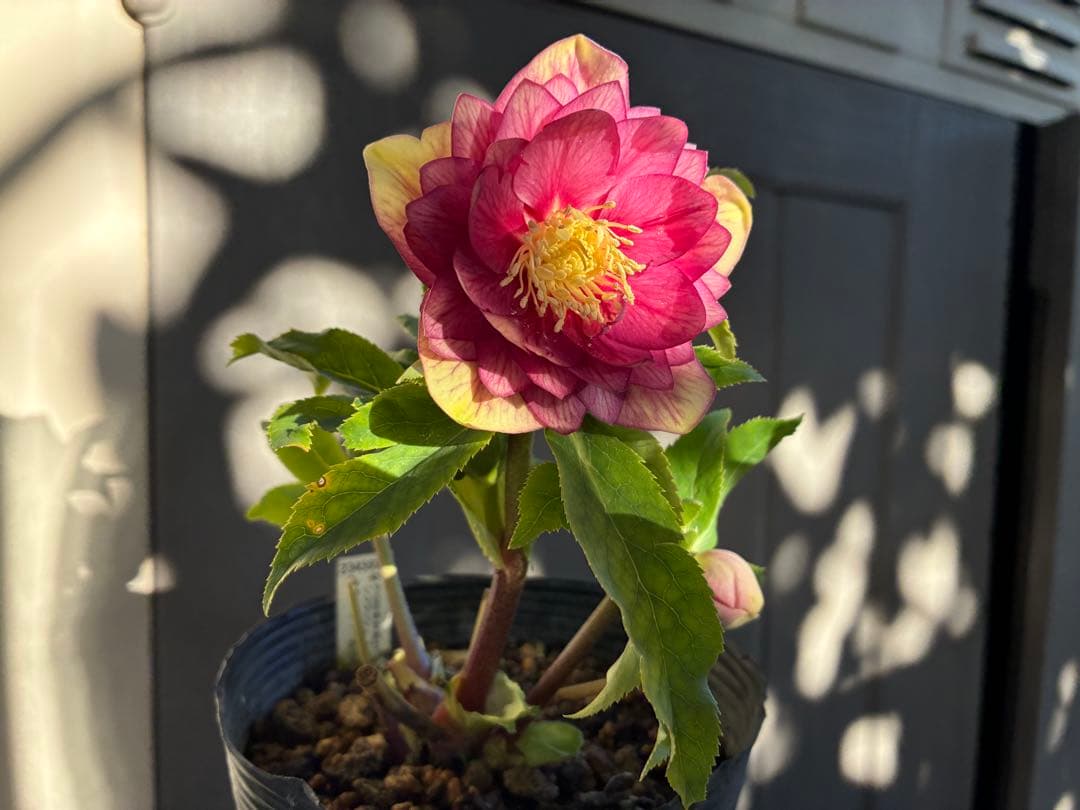 アオサ♡DDレッドゴールド白抜け　整形花