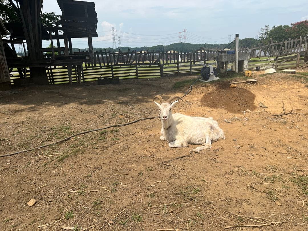 ブースター・導入液 jonathan Johnsen's 6oz Carb & Fuel Injector Cleaner 4695-6