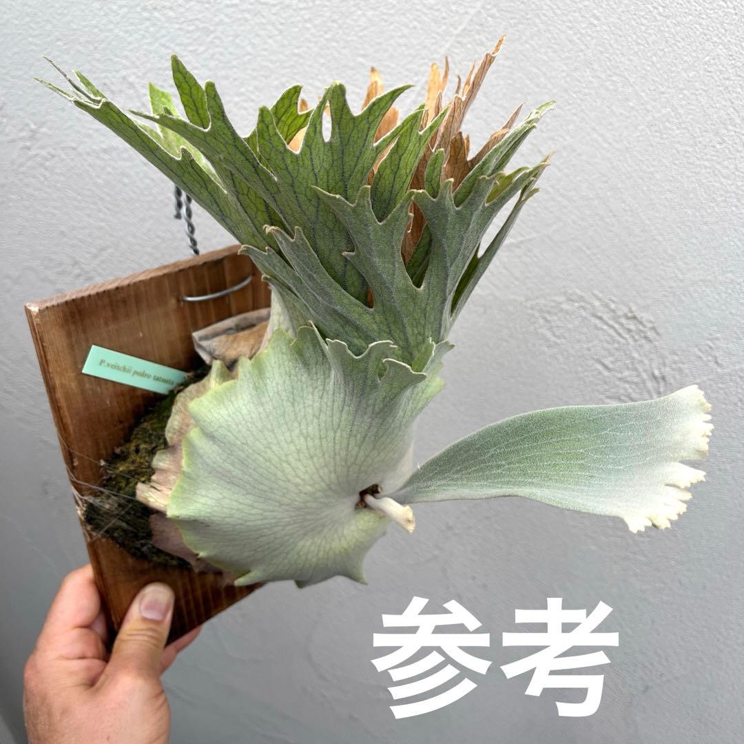 ビカクシダ ペドロタツタ コルク付け - メルカリ