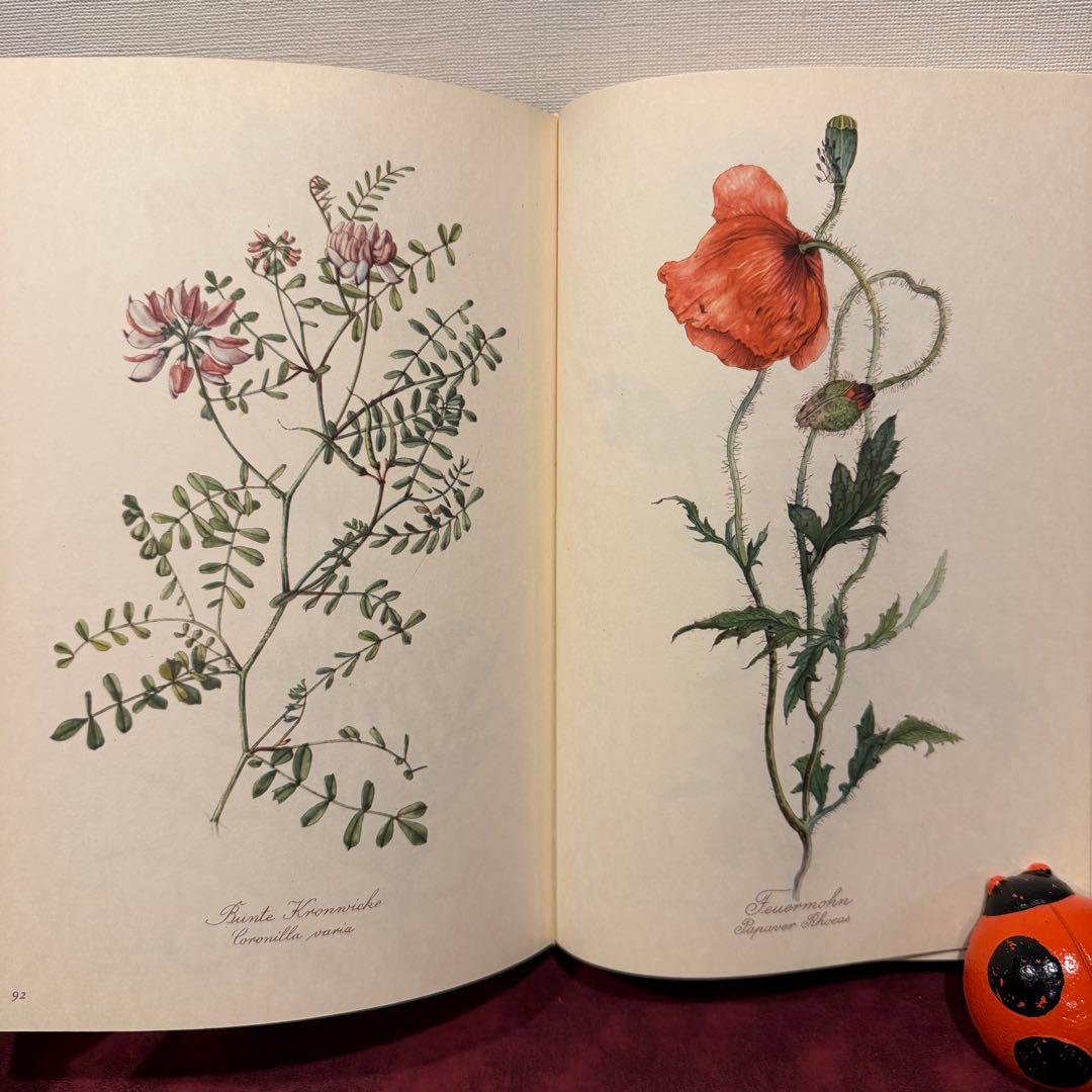 112⑤1963年ドイツElsa Flesko植物図鑑 ジャンクジャーナル