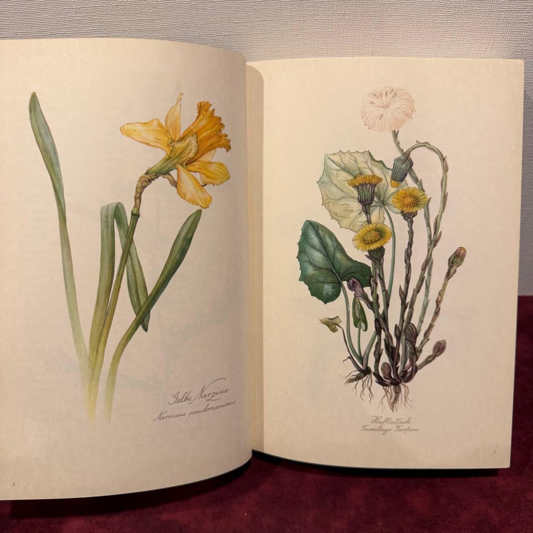 112⑤1963年ドイツElsa Flesko植物図鑑 ジャンクジャーナル