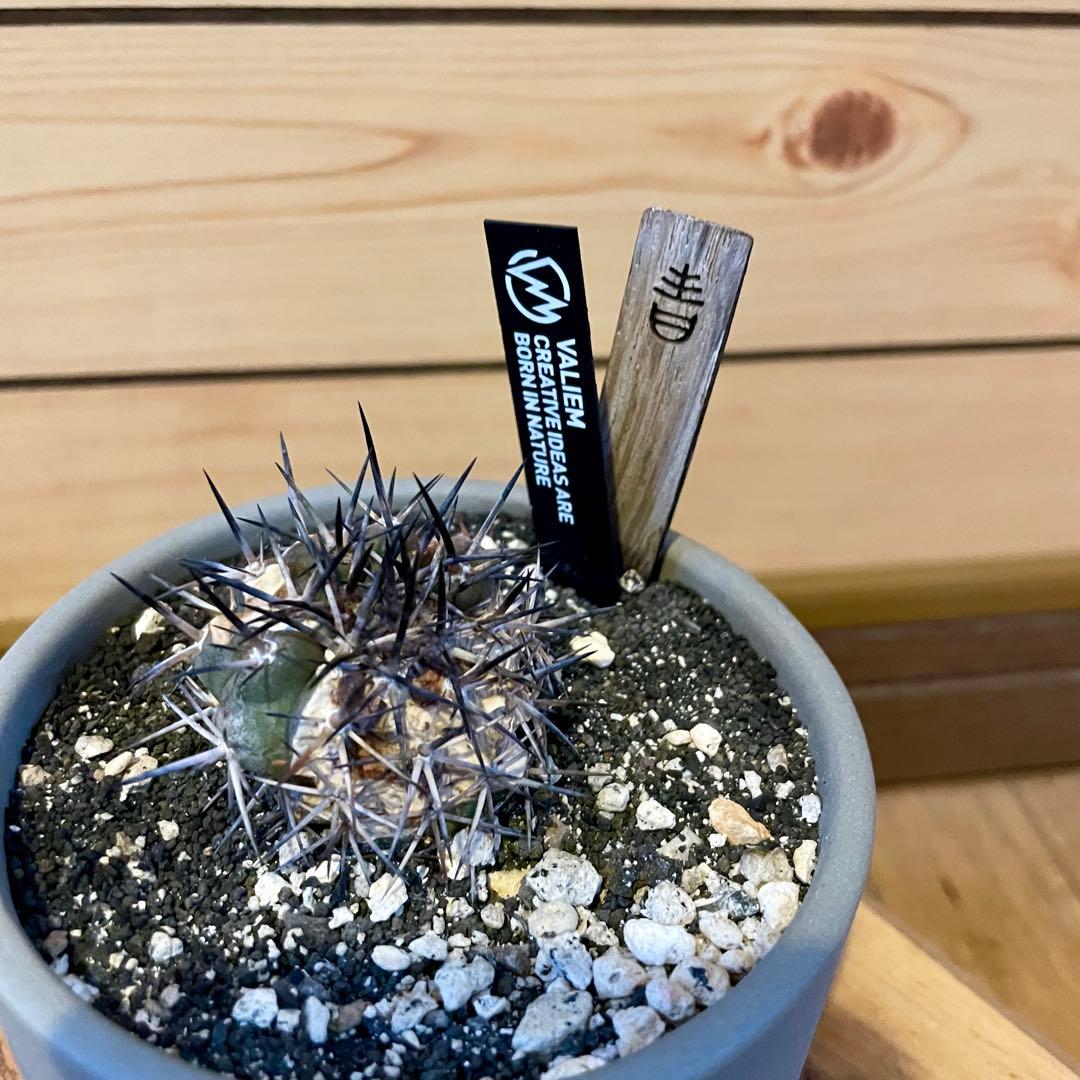 VALIEM 青坊主 コラボ鉢 ブロックLOW 黒王丸付き - メルカリ