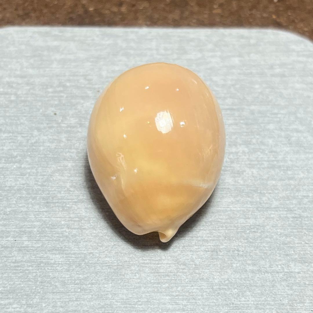 す*か様 激レア　高額　美品　東シナ海　クロハラダカラ