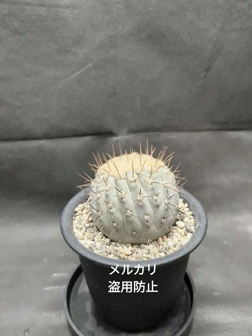 現地球 Copiapoa コピアポア コルムナアルバ 孤竜丸 輸入株カキコ