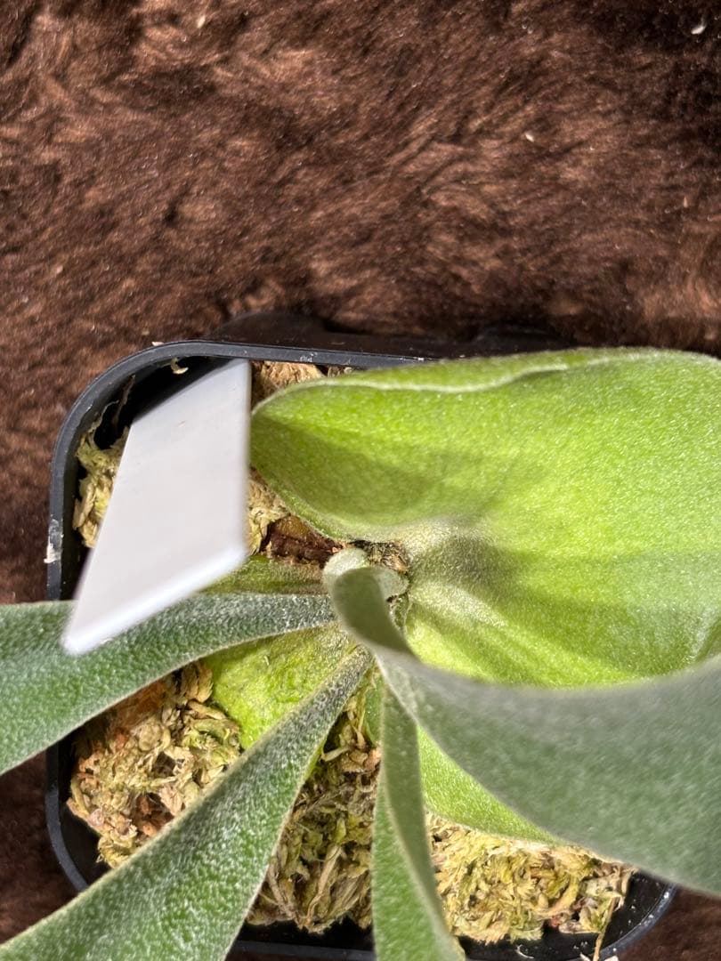 P.willinckii calm×P.FoonSigi sporeling - メルカリ