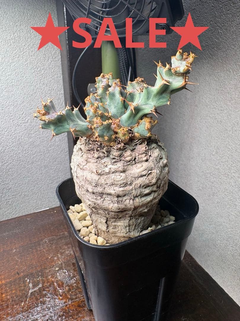 ユーフォルビア クラビゲラ 現地株 発根済み コンパクト良型 - メルカリ