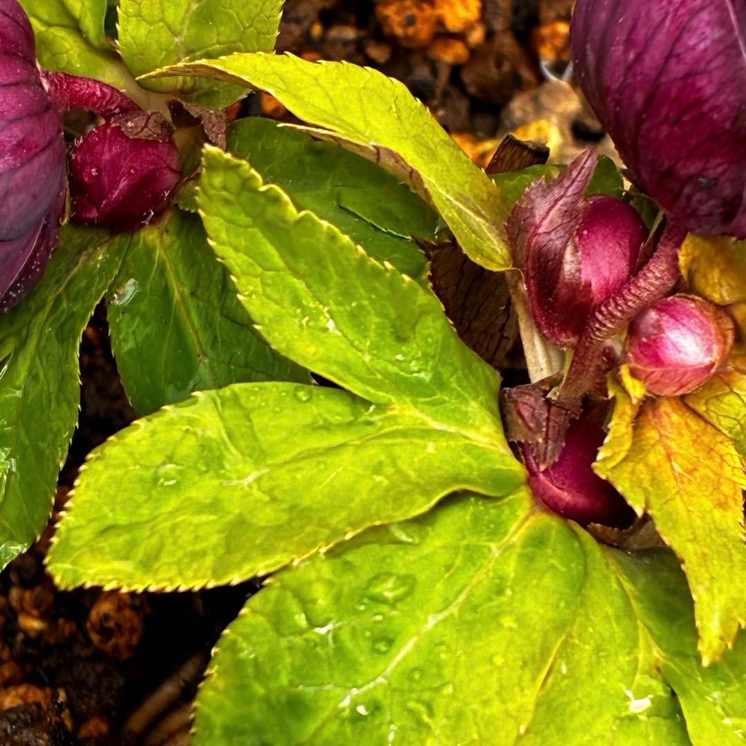 ラ*ク様 3498☘️蕾花付き☘️極上☘️⭐️コロコロ小輪⭐️紅赤オーレア⭐️コ