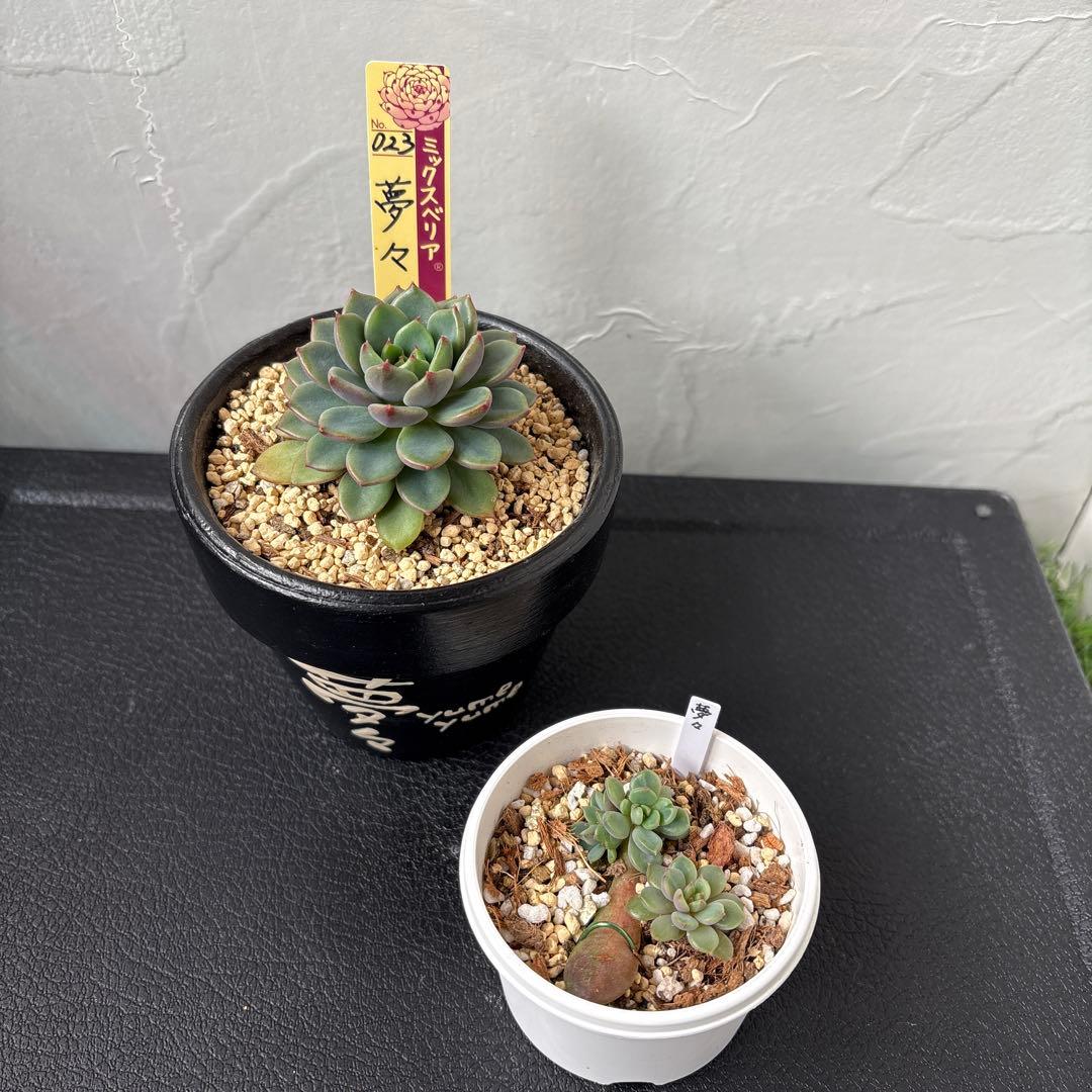 まつ　おまとめ