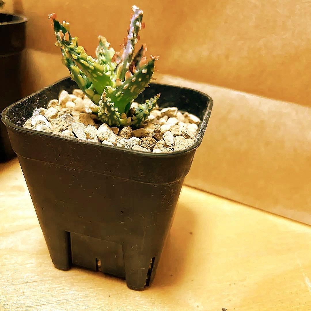 アロエ TCT ハイブリッド - メルカリ