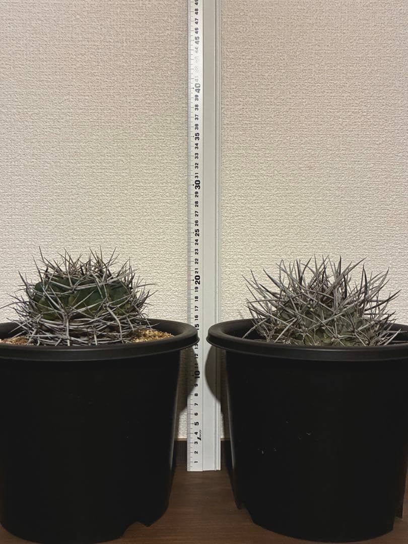 サボテン テロカクタス 鶴巣丸、ギムノカリキウム フェロシオールの