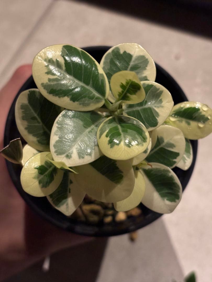 斑入り パンダガジュマル 接木 希少 実生 実生接木 パンダガジュマル