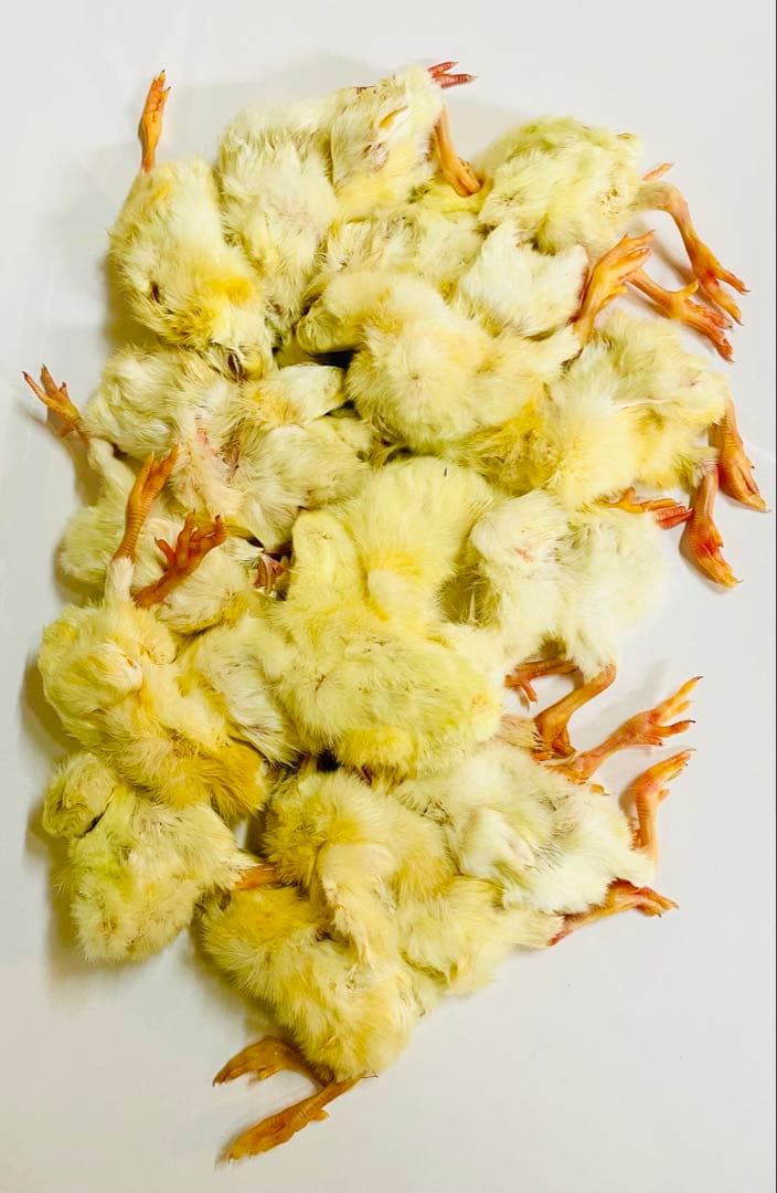 リピート購入で＋10羽】 送料無料 国産 新鮮安全 冷凍ひよこ 600羽