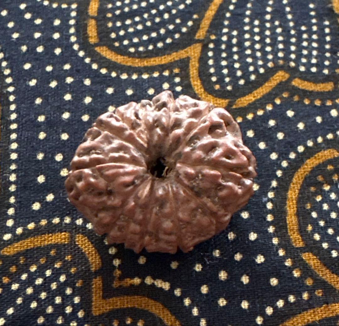 Kana　トップガウリシャンカール14ムキマーラー