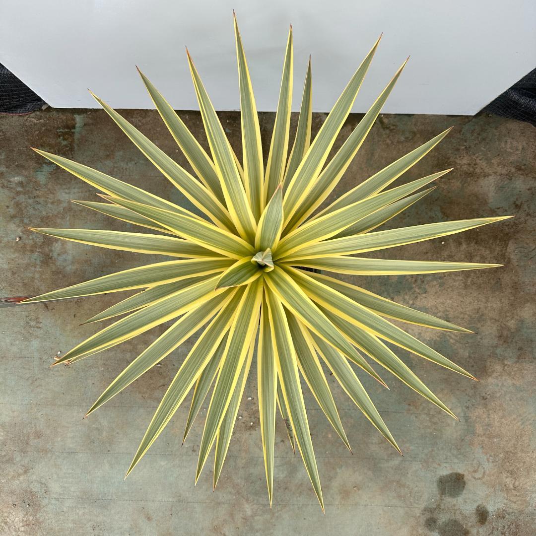 ユッカ グロリオサ ブライトスター【21-407】 - メルカリ