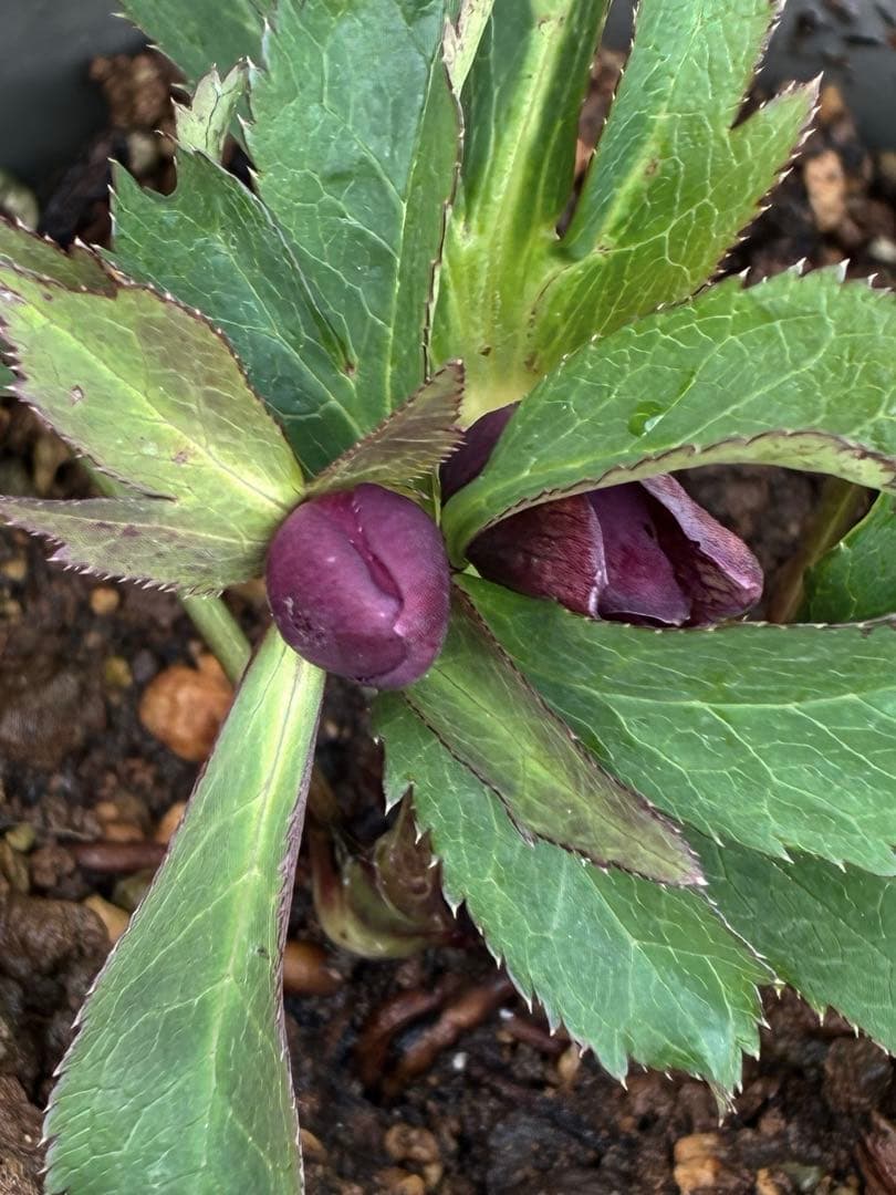 の*ん様 ☘️蕾付き☘️3368⭐️ダーク クレオパトラ⭐️広瀬園芸⭐️