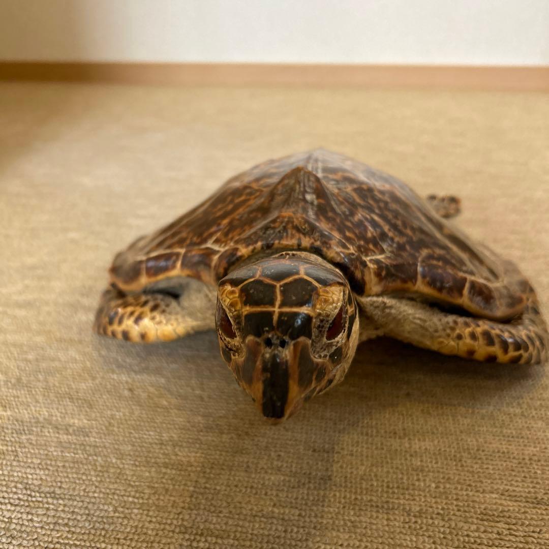 うみがめ タイマイの剥製 国際希少野生動植物登録票有り - メルカリ