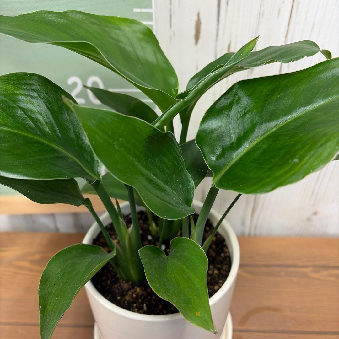 ⑤ ストレチア オーガスタ 3株 4号 陶器鉢 皿付き 観葉植物 人気