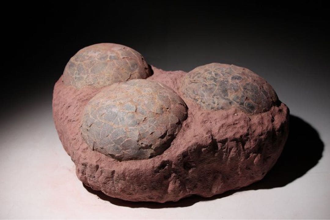 ☆ 【入手困難】☆本物の恐竜の卵 海外産輸入！ ハドロサウルスの卵の