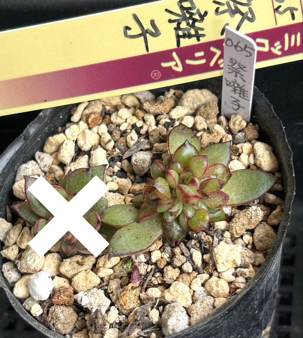 多肉植物 祭囃子 根付き 抜き苗（カキコ） - メルカリ