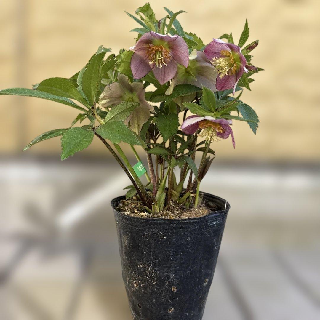 ヒデコートhyb つぼみなし 大木ナーサリー クリスマスローズ タグ付き