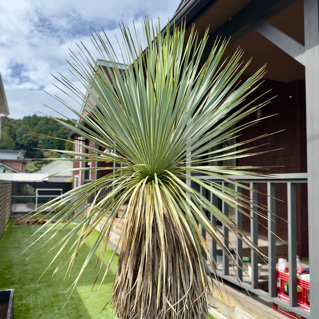 愛知県豊田市引き渡しのみ ユッカロストラータ 鉢底高190cm 愛知県豊田市