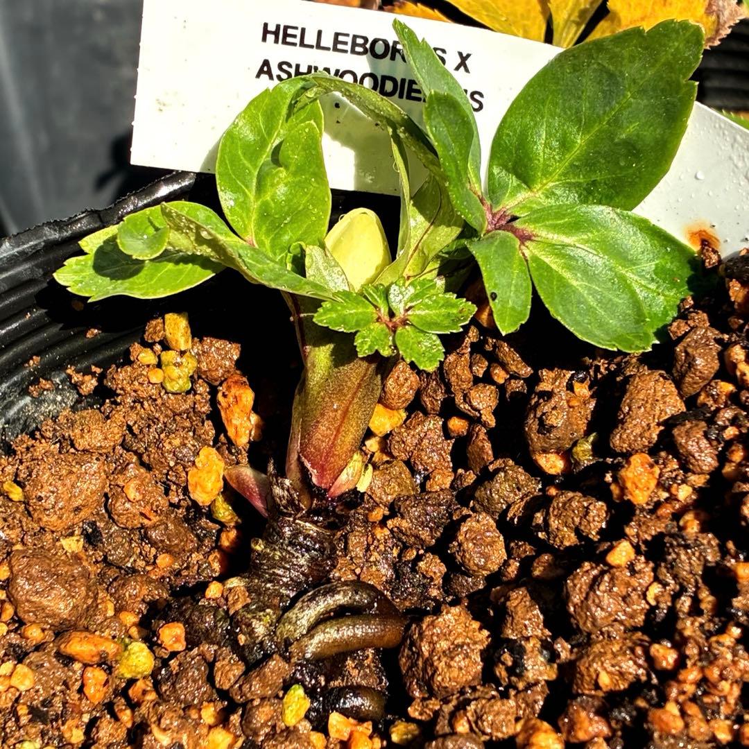 u*0様 ☘️蕾付☘️タグ付⭐️3389⭐️ASHWOODIENSIS⭐️BRI