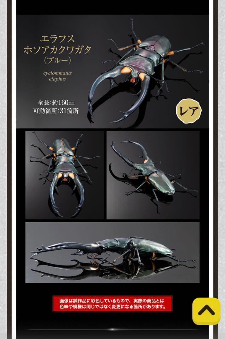 エラフス ホソアカクワガタ （ブルー） レア - メルカリ