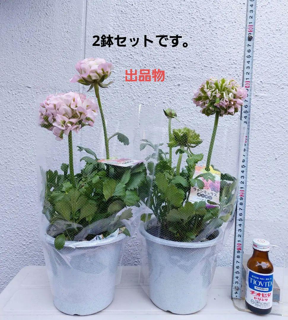 レア色 ラナンキュラス ポンポン『ハーマイオニー』5号【大苗】2鉢