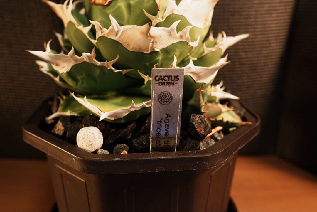 アガベ チタノタ オテロイ トリケラトプス 白犀牛 - メルカリ