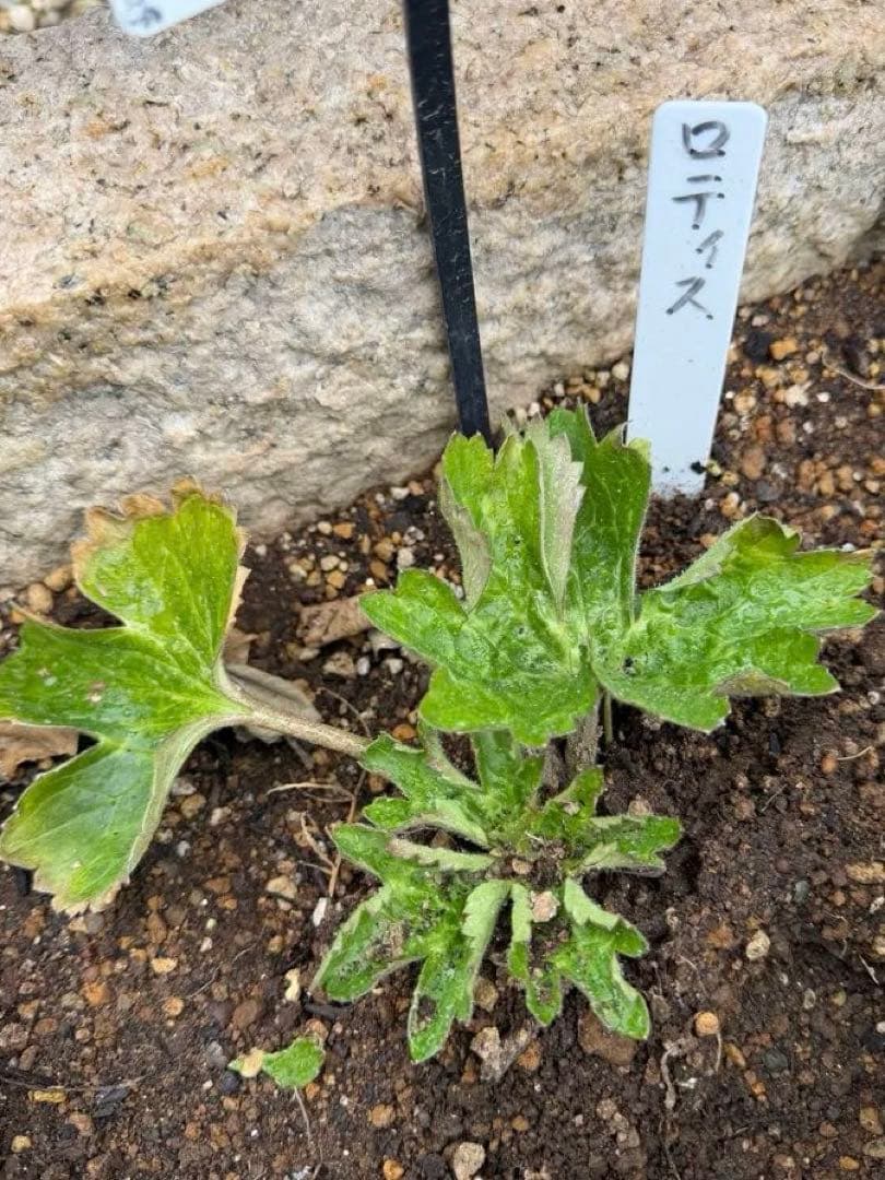 ラナンキュラスラックス苗、ロティス、ラベル付き ラナンキュラスラックス エリス ラベル苗 大株5寸 花蕾付正規品｜Yahoo